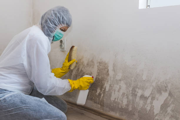 Best Attic Mold Removal  in Lake Of The Woods, VA